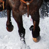 Colorado Ski Joring Thumbnail 7