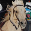 Leadville Horse Ski Joring Thumbnail 2